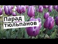 Парад тюльпанов|Ялта