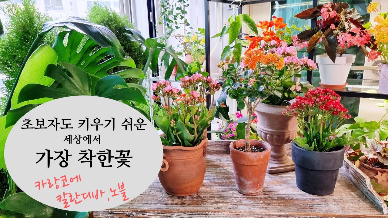 안 키워본 사람은 있어도, 한 번만 키워본 사람은 없다/ 카랑코에, 칼란디바, 노블 키우기 정보 / 분갈이부터 삽목 외목대 만드는 방법까지
