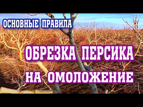 СЕКРЕТЫ обрезки персика на омоложение! / secrets of pruning peach for rejuvenation