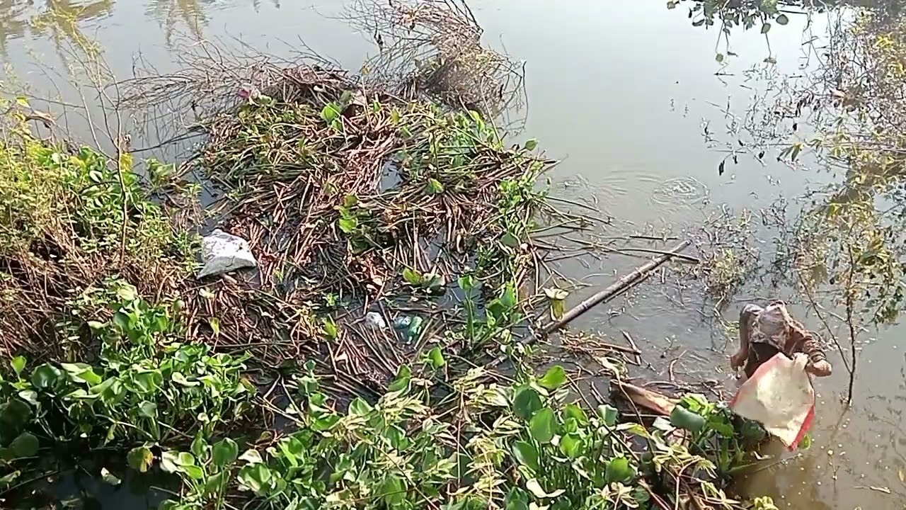 TEMPAT IKAN GABUS PADA KELUAR😱😱