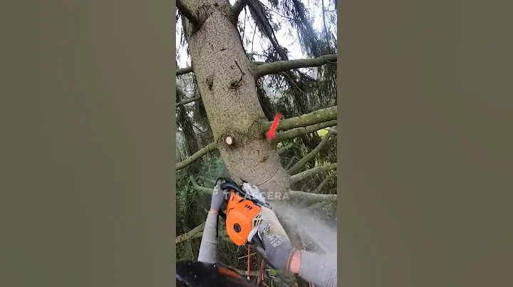 A Tree That Floats After Being Cut?! (Crediti: @maximumtreeservices via TT)