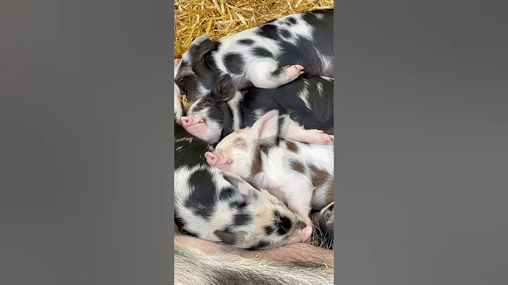 Old MacDonald had a Farm - Pig 🐷 #pigs #animals #nurseryrhymes #oldmacdonaldhadafarm #wiggles #kids