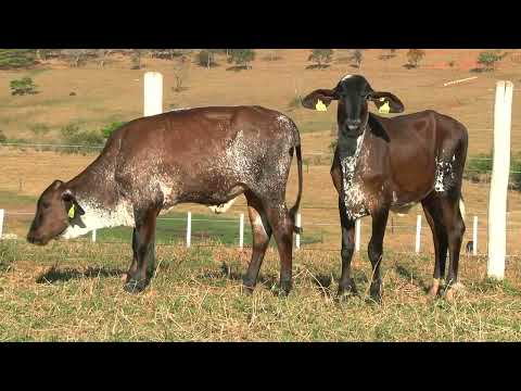 LOTE 72 • 5º LEILÃO GIROLANDO FAZENDA DIAMANTE • 860  872
