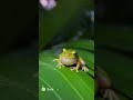 Hurón va a Puerto Rico para ver a su amigo el Coqui #hurones #coqui #shorts #shortvideo #ia