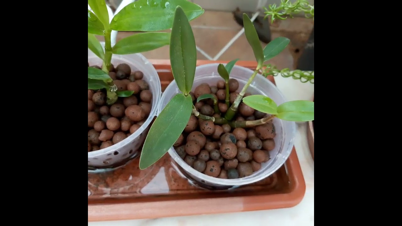 Como cultivé mis orquídeas en Madrid