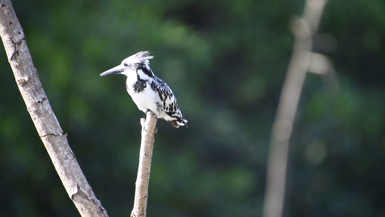 Pied Kingfisher at Kotu - Gambia, December 2017. 