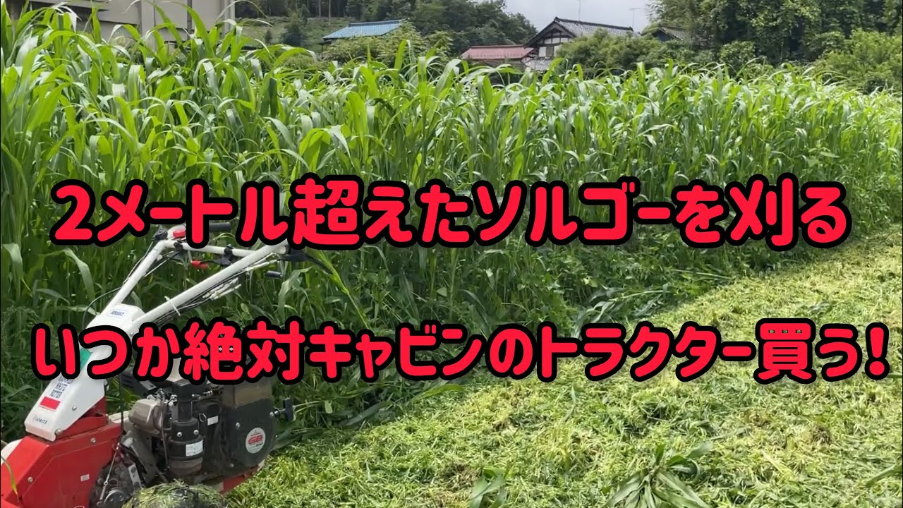 ソルゴー刈り取りしました