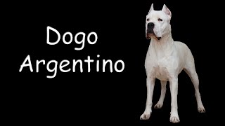 Dogo Argentino دوجو أرجنتينو