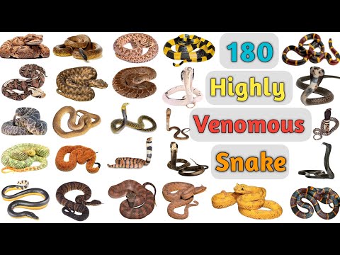 Video: What are the most poisonous snakes in the world: photos, names
