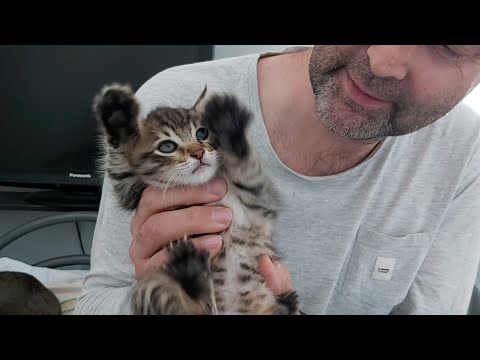 Видео: Pet Scoop: три котенка спасены из водосточной трубы, новорожденный щенок найден в мусорном контейнере