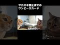 青黒サカズキ禁止までのワンピカ #ワンピースカードゲーム #猫ミーム #猫ミーム日常