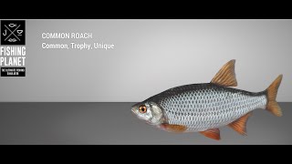Fishing Planet - Selenge River - Unique - Common Roach - Bait