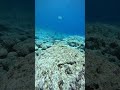 The Deepest Fish Ever Collected Has Almost No Bones