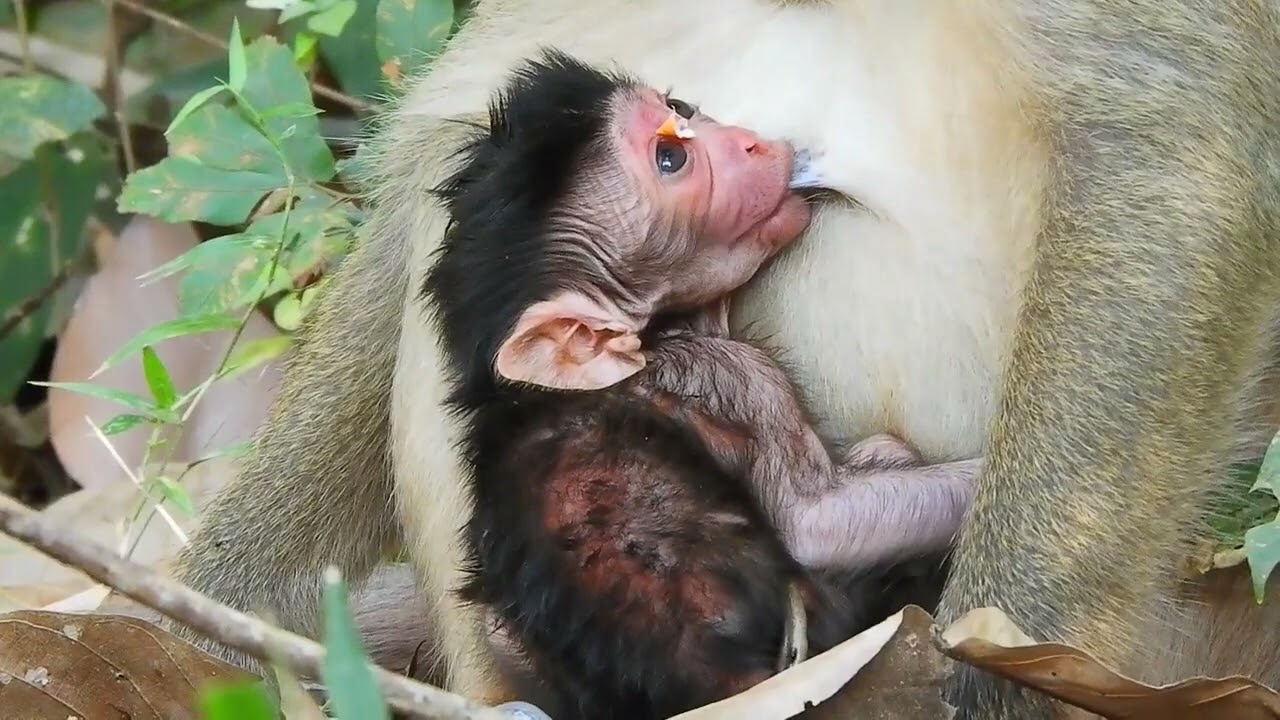 The Great Time to Get Milk of  Monkey JASPER