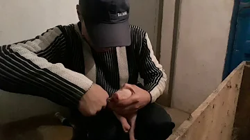 🇺🇦Удаление клыков у поросят! И купирование хвостов!