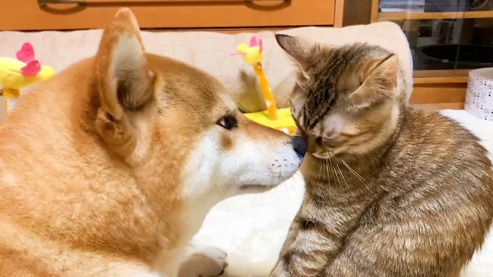 Try Not To Laugh Watching Funny Animals Compilation | Funniest Animals Vines 2020 #3