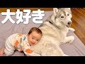 モフモフな愛犬をギュッとして大好きを伝える赤ちゃんとデレデレしちゃうハスキー犬がこちらです・・・笑