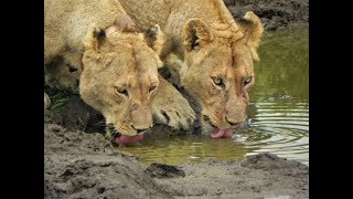 Volunteering with Endangered Species - Wildlife Act - South Africa