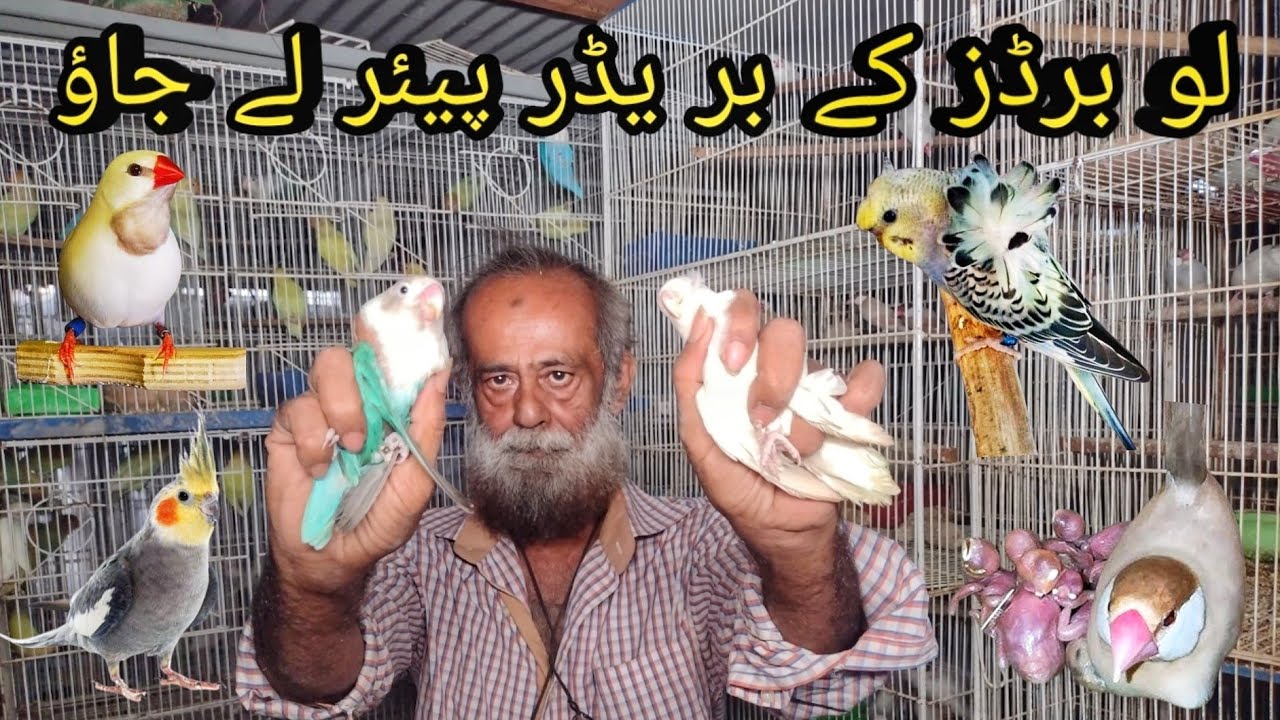 Uncle Mahbob Visit Mehboob Uncle Birds Breeding Setup | Fawn Java , Budgies , Finch ...