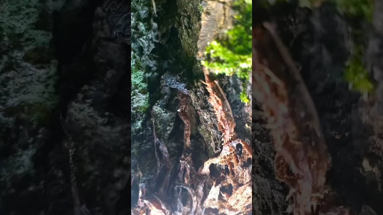 Skinny blue, blue-eyed Beast of Gevaudan on hind paws in front of brown-eyed, grey-billed woodpecker