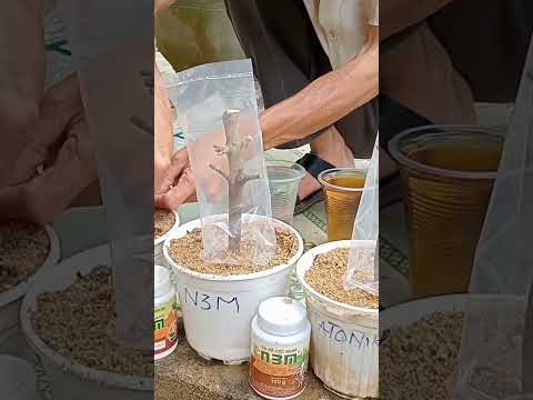 Video: Giâm cành Cây Máy Bay Rễ: Cách Trồng Cây Máy Bay Từ Giâm cành