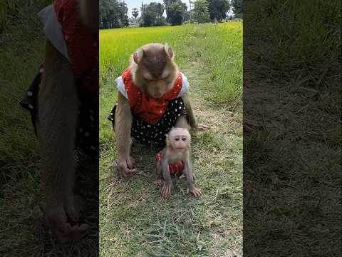 Perfect Video SokYaa Sokhaa To To And Mom Are Famous Amazing Shorts 