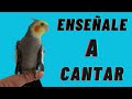 cockatiel singing, ENSÉÑALE A CANTAR A TU CACATÚA NINFA   ✔sonido real ✔