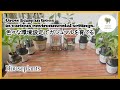 【観葉植物】挿し木ガジュマル 条件を変えてを育てる実験開始 Grow banyan trees in various environmental settings.[houseplants]