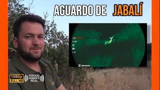 AGUARDO DE JABALÍ 2025 | ANTONIO #3