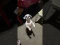 Kinchana Shihtzu Dance Pets Puppy Cute 2025 Funny Comedyfilms Kinchana Shihtzu Dance Pets Puppy Cute 2025 Funny Comedyfilms