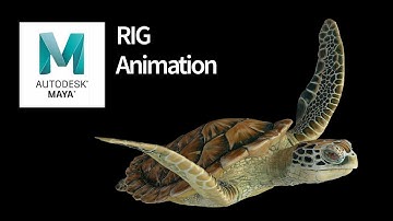 Green Turtle. 3D Animated