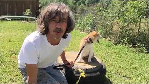 Train dog to Hold Objects... How to Teach Dog Hold