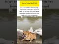 dog wildlife funny moment #dog #ukwildlife #usawildlife #wildlife #shorts