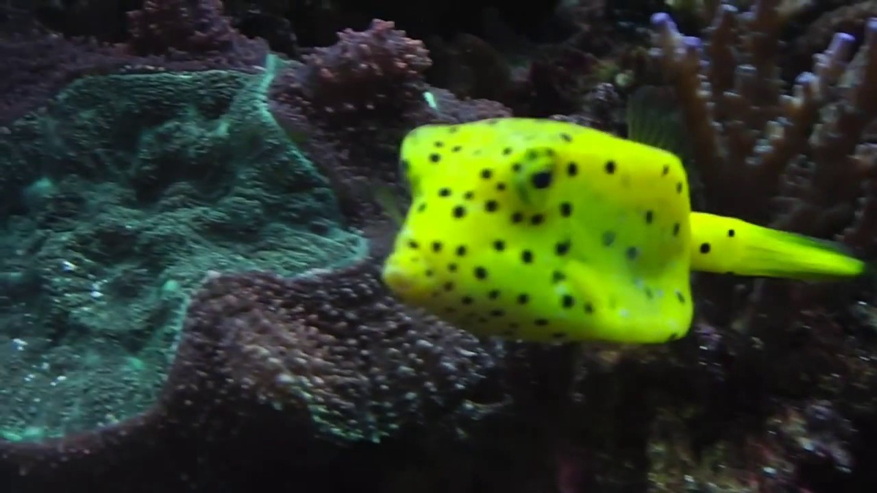 Beautiful yellow boxfish swimming YouTube