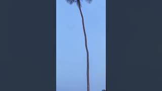 🤣🧐A man faster than a monkey climbed a palm tree#shorts