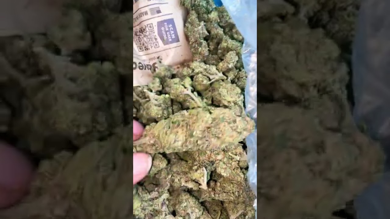 First harvest up close the haters said you posted weed on the internet like it’s 1980 lmao 🤣 😂