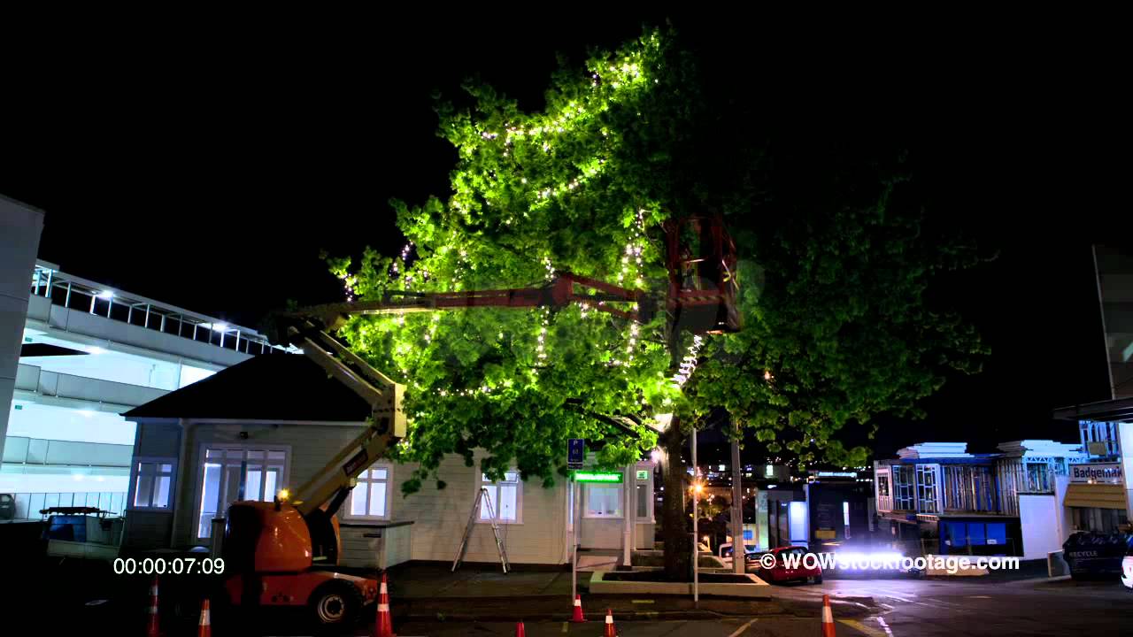 Fairy Lights Installed In Oak Tree Sf1536 You Fairy Lights Installed In Oak Tree Sf1536