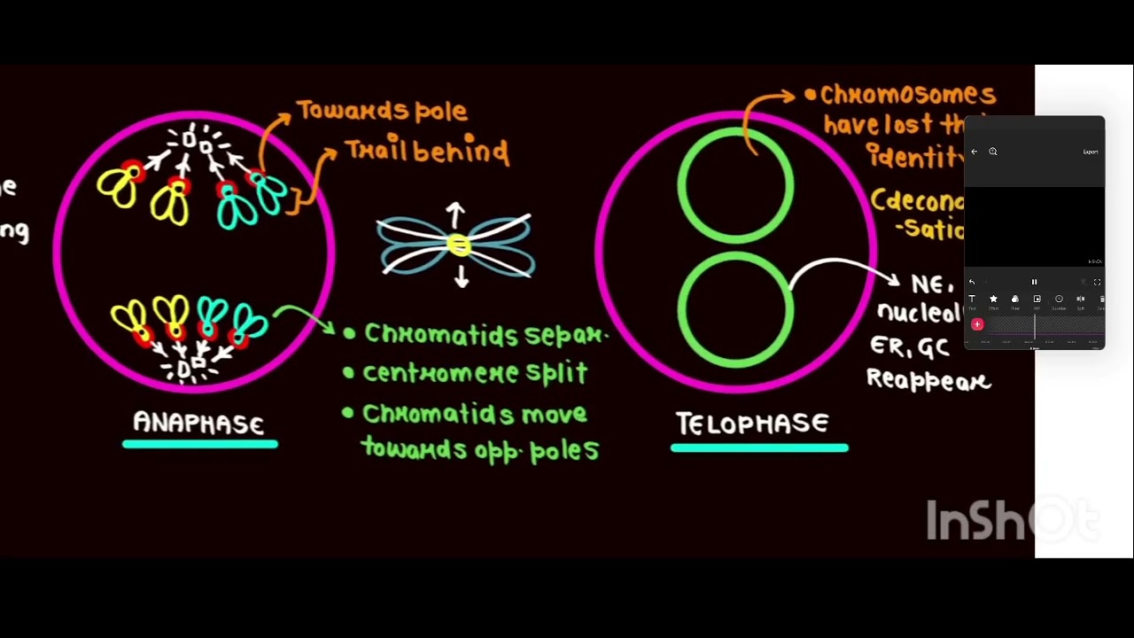 Cell cycle cell division