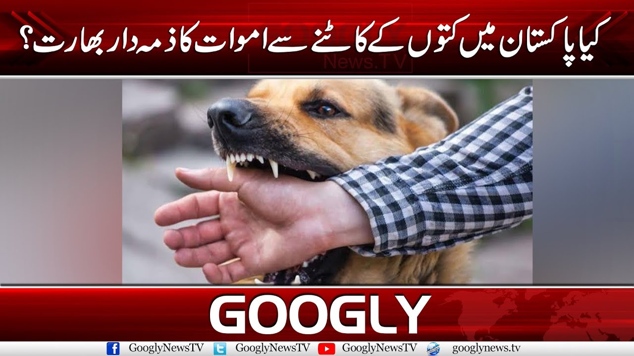 Is India Responsible For Deaths In Pakistan Due To Dog Bites? Googly