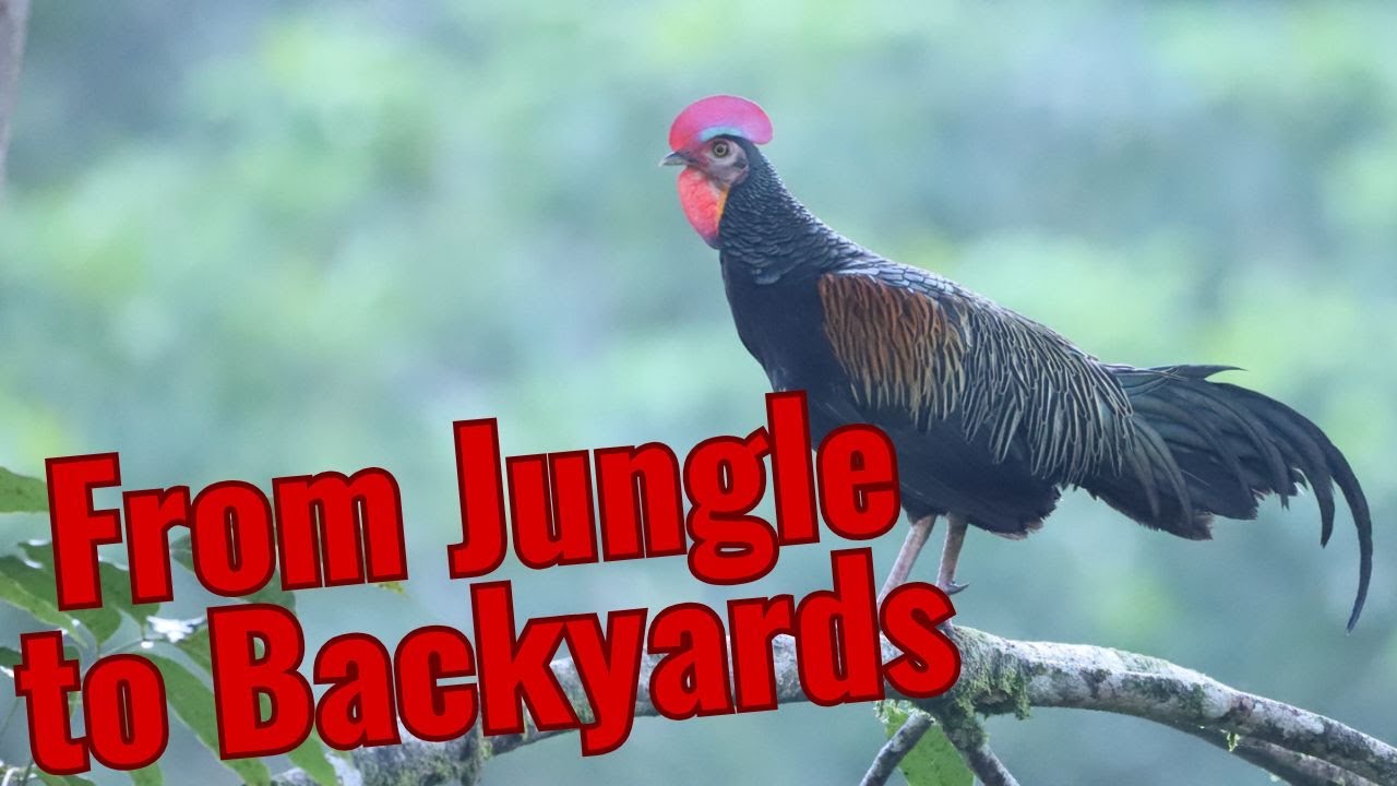 The Evolution and Biology of Junglefowl| The Origins of Domestic Chickens