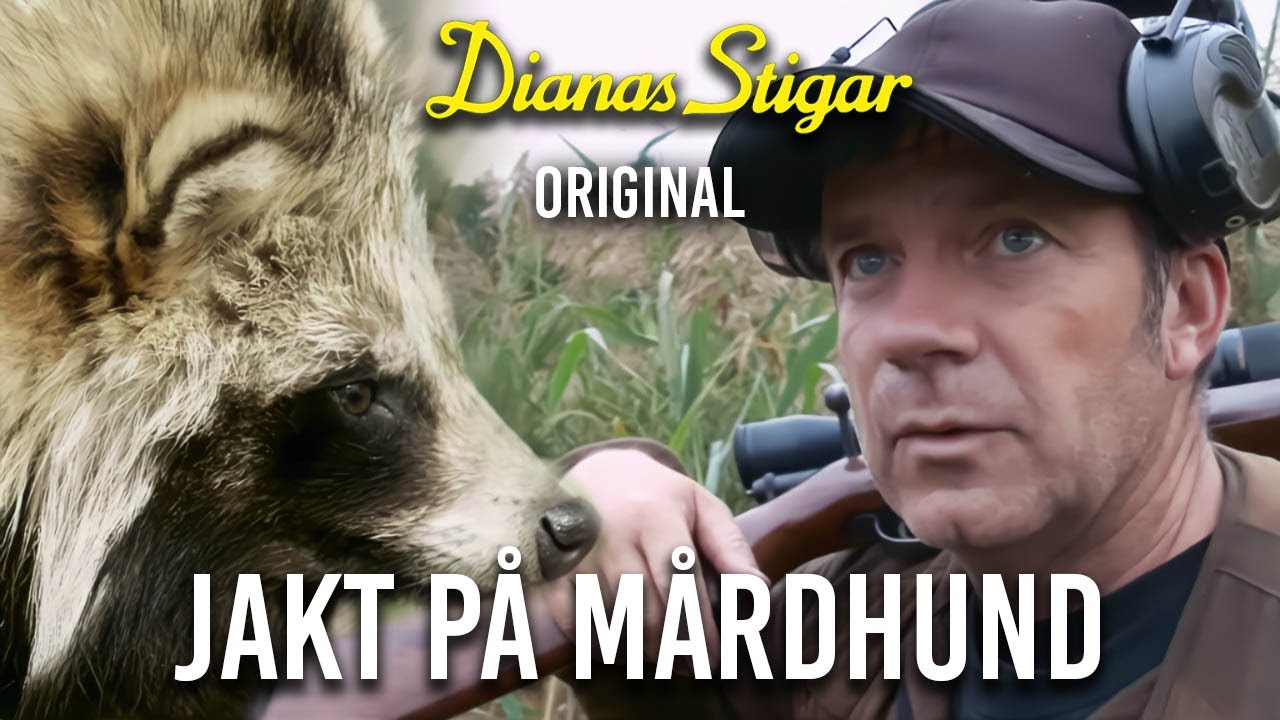 Jakt på Mårdhund (Jaktlust extended version)