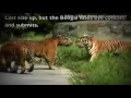 قتال النمر السيبيري الضخم والنمر البنغالي