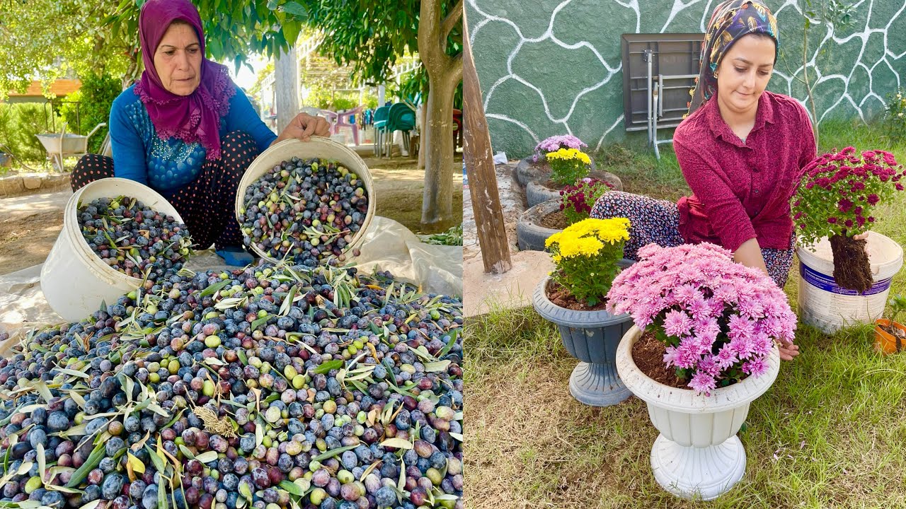KIŞIN LEZZET YEMEKLER İÇİN ZEYTİN HASADI | KÖY EVİ YENİ KAHVALTI TARİFİ
