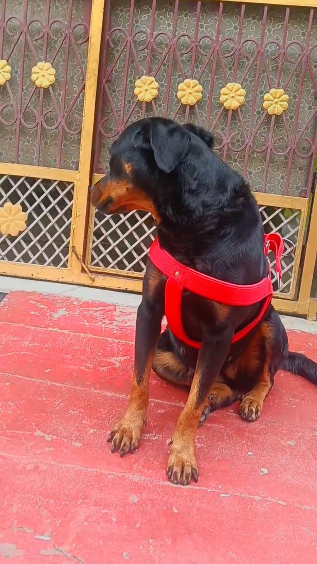 🌞 Good Morning🌞 - ShareChat