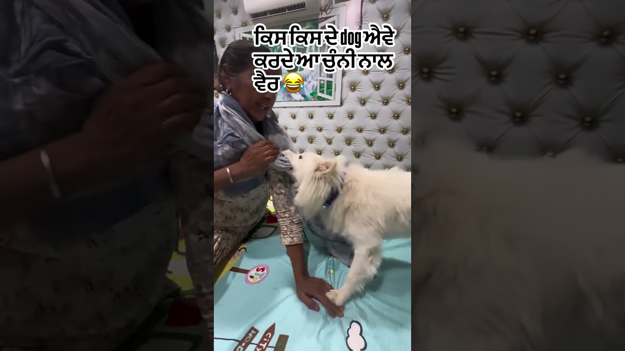 "Chunni Naal Vair! 😂 Rio Dog Vs Aunty | Funny Desi Dog Moment" 