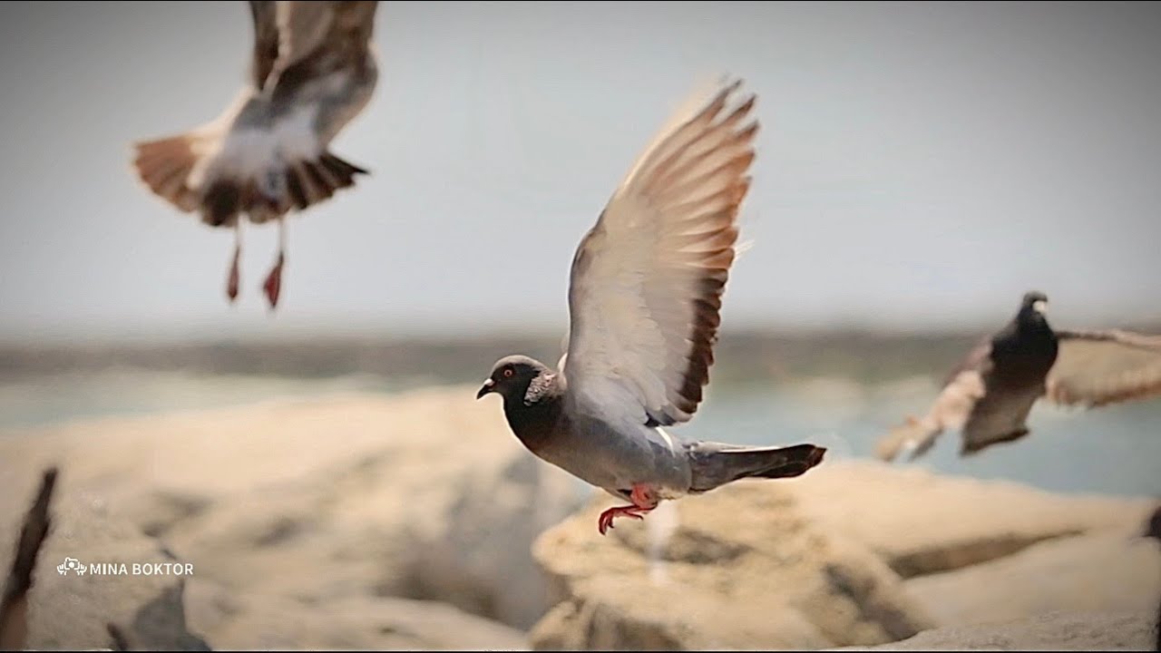 Flight of Elegance: Birds in Slow Motion - YouTube