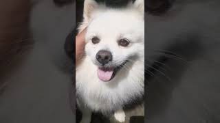 anjing putih#srandakan