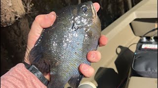 Waccamaw River Bream Fishing (52 Total)