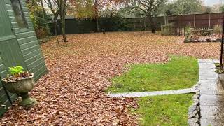Leaf collection - gardening