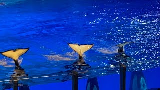 Orca Encounter  Night Time | SeaWorld Orlando | March 15, 2023